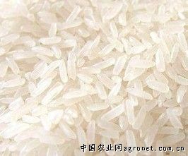 供应优质泰国珍珠大米