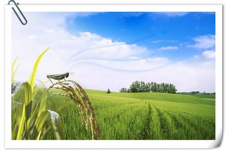 供应漳州泰国大米