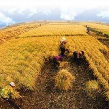 厂家批发东北大米 大米厂家批发 东北大米 五常大米批发配送