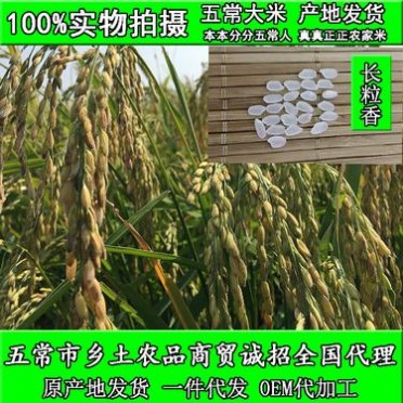 东北大米批发 五常大米 639长粒大米 农家自产 长粒香大米