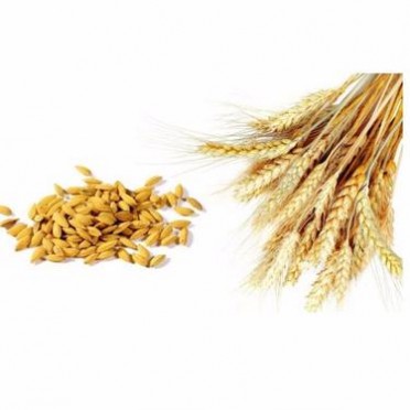 江苏 大米低聚肽 大米肽 小分子大米多肽 99%含量 1kg起订