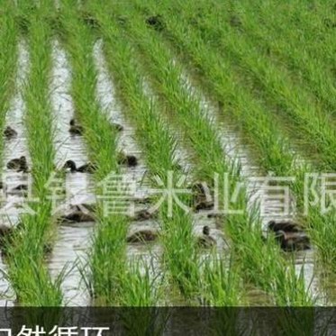 山东鱼台大米 当地特产鱼台大米 招代理大米加盟商 好货源粳米