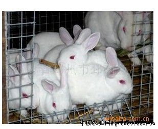 供应纯种獭兔