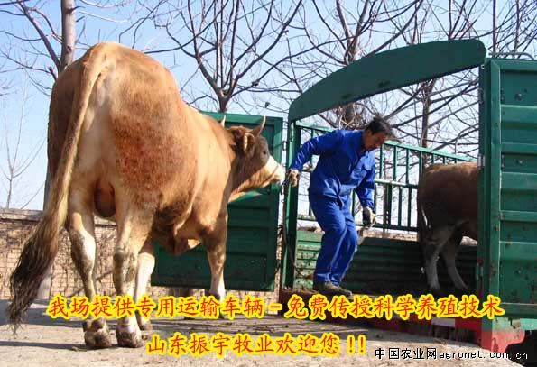 供应獭兔