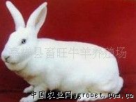 供应彩色獭兔