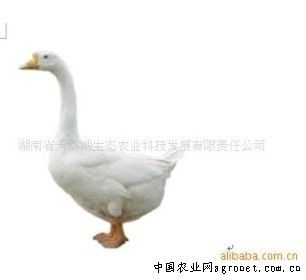 供应溆浦鹅