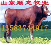 供应肉牛
