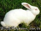 供应肉兔种兔