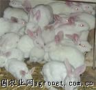 供应最新獭兔