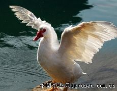 供应湖北惠民克里莫番鸭 优质番鸭