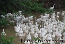 供应长颈鹅