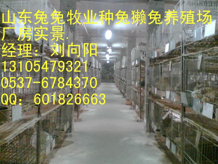 供应肉兔等