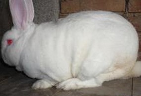 供应獭兔
