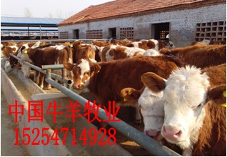 供应鲁西黄牛