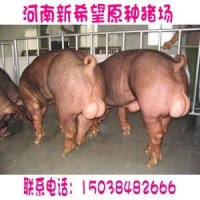供应猪