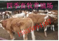 供应山西肉牛