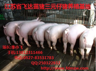 供应太湖母猪