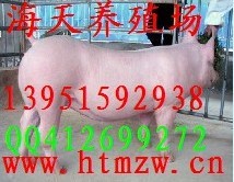 供应河南长大二元母猪