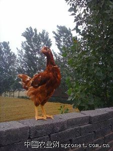供应60日龄青年鸡