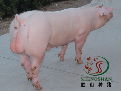 供应长白种猪