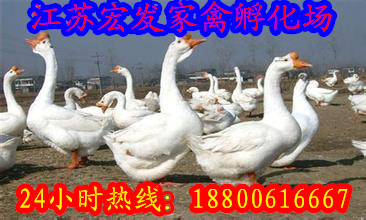 供应雁鹅苗—灰鹅苗