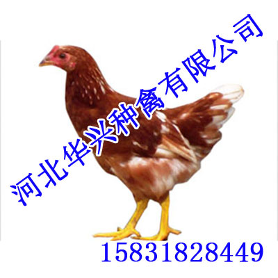 供应海兰褐,华兴种禽