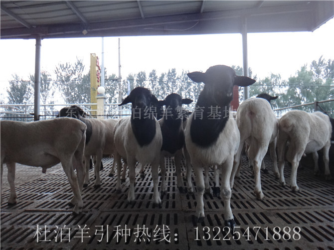 供应浙江省黑头杜泊绵