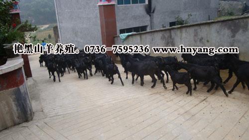 供应怀孕黑山羊