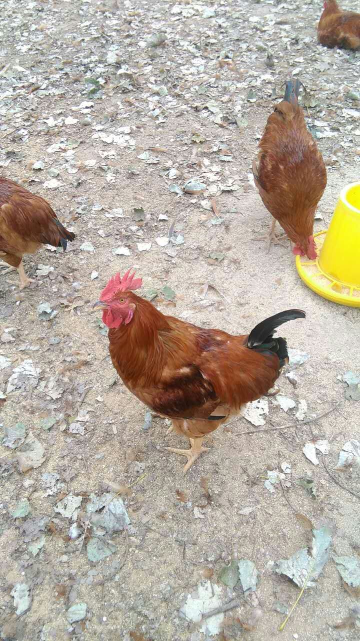 供应家养大公鸡
