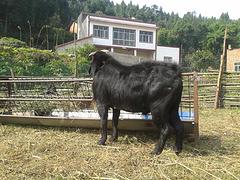 供应黑山羊、种羊