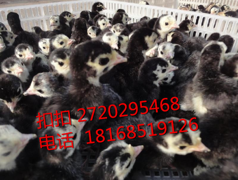 供应火鸡