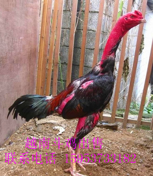 供应大型斗鸡