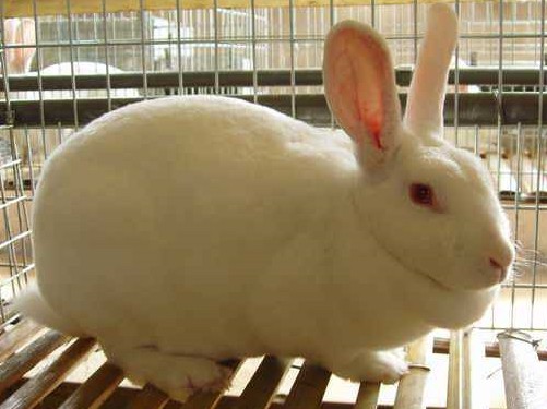 供应獭兔—养殖畜牧