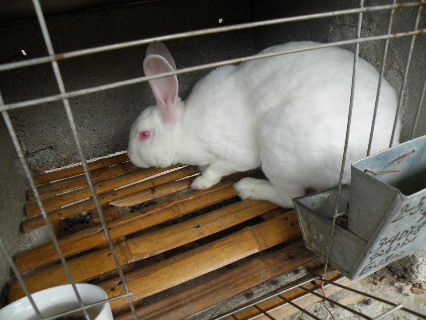 供应法系獭兔