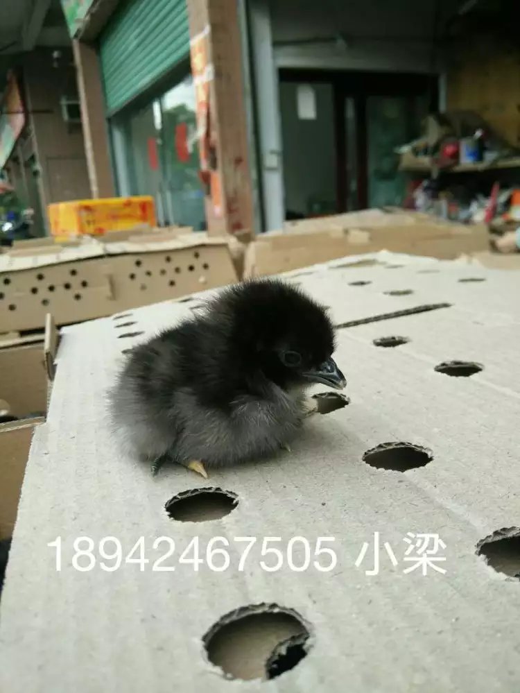 供应高产黑羽绿壳蛋鸡