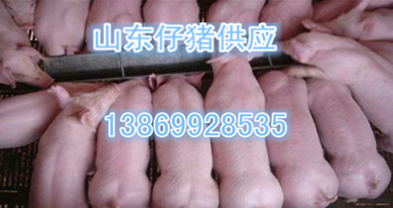 供应太湖母猪