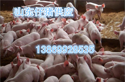 供山东仔猪