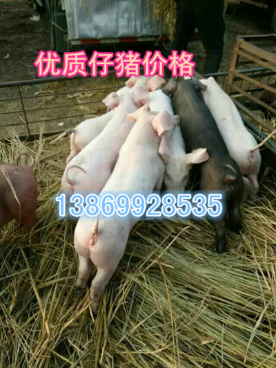 供应仔猪