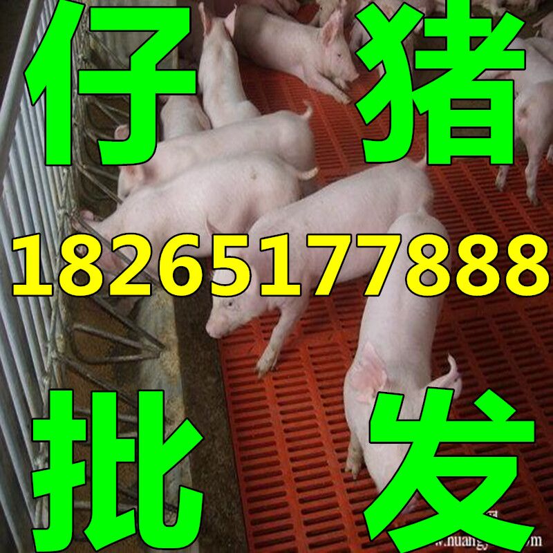 供应山东三元仔猪