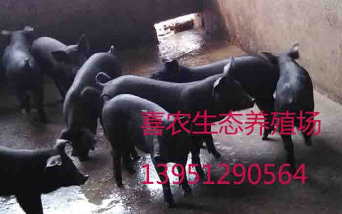 供应黑土猪