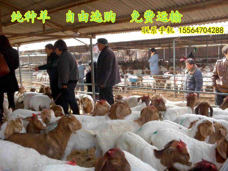 供应纯种波尔山羊、小尾寒羊