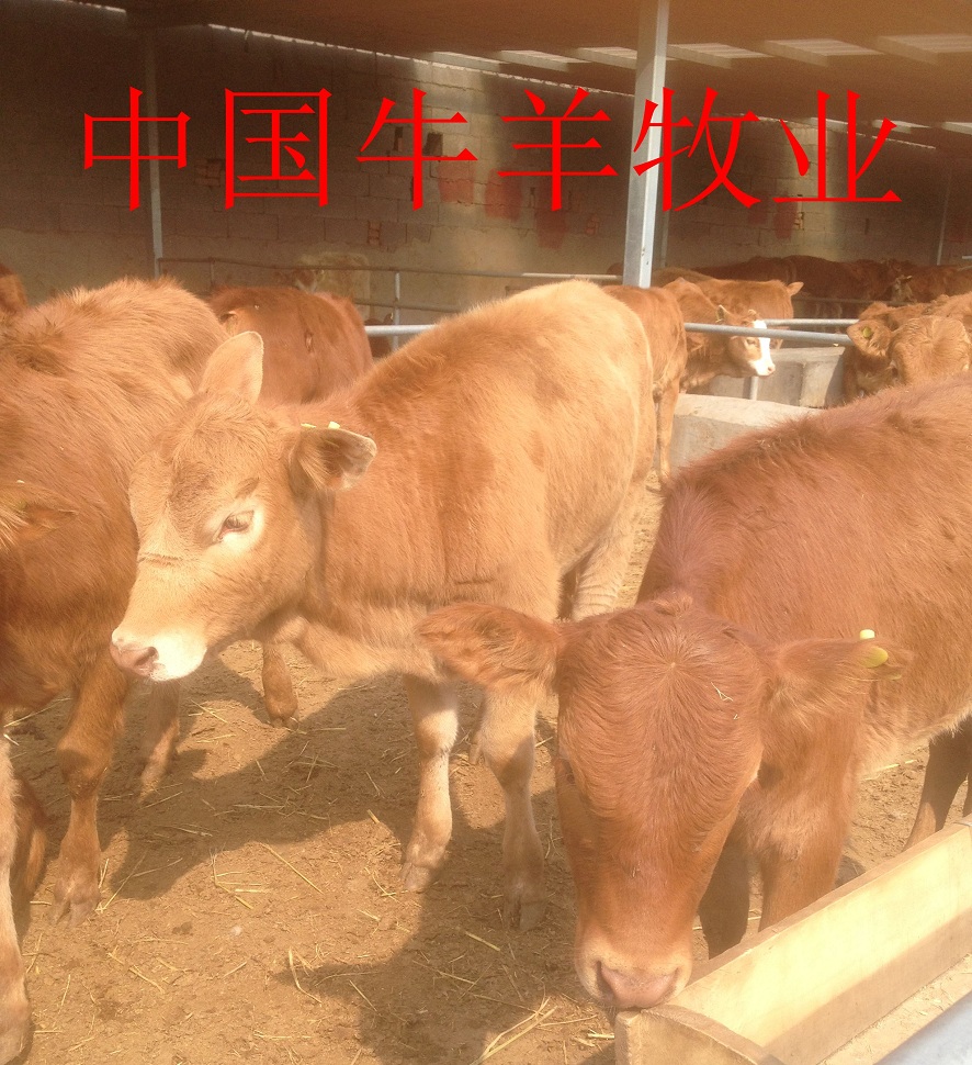 供应鲁西黄牛