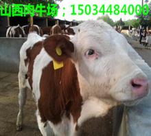供应湖北肉牛