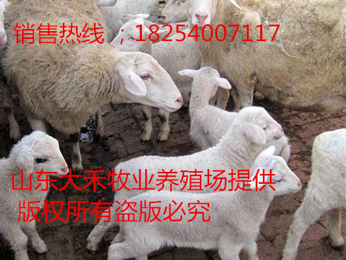 供应6月龄小尾寒羊