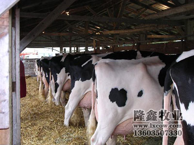 供应北京黑白花奶牛