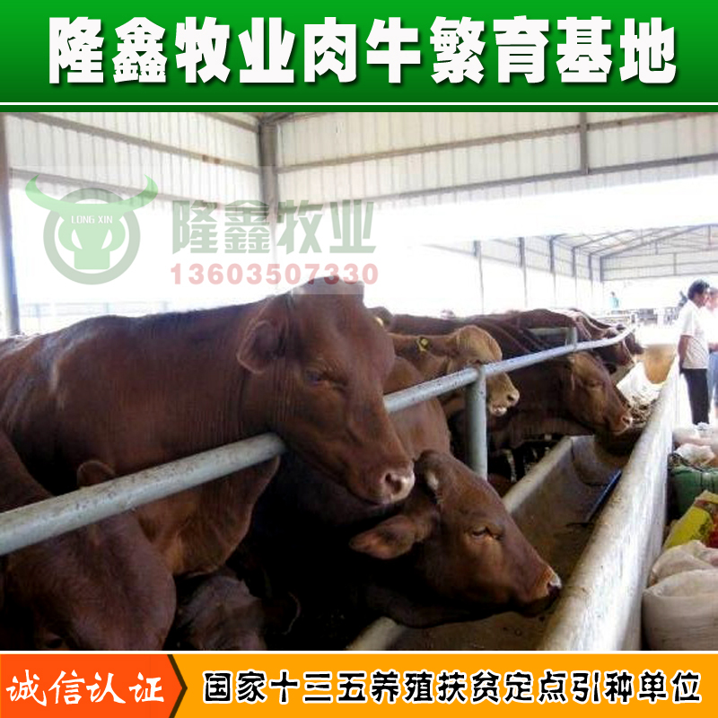 供应利木赞肉牛