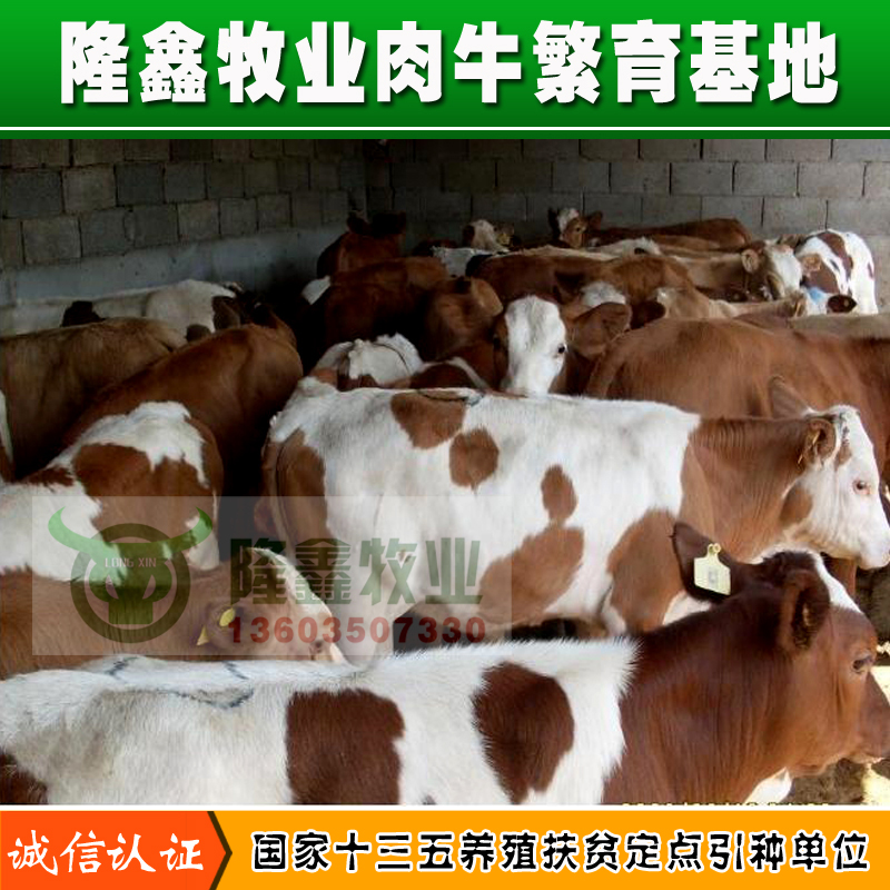供应山西肉牛