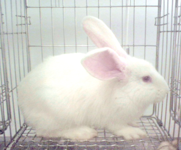 供应普通级实验兔
