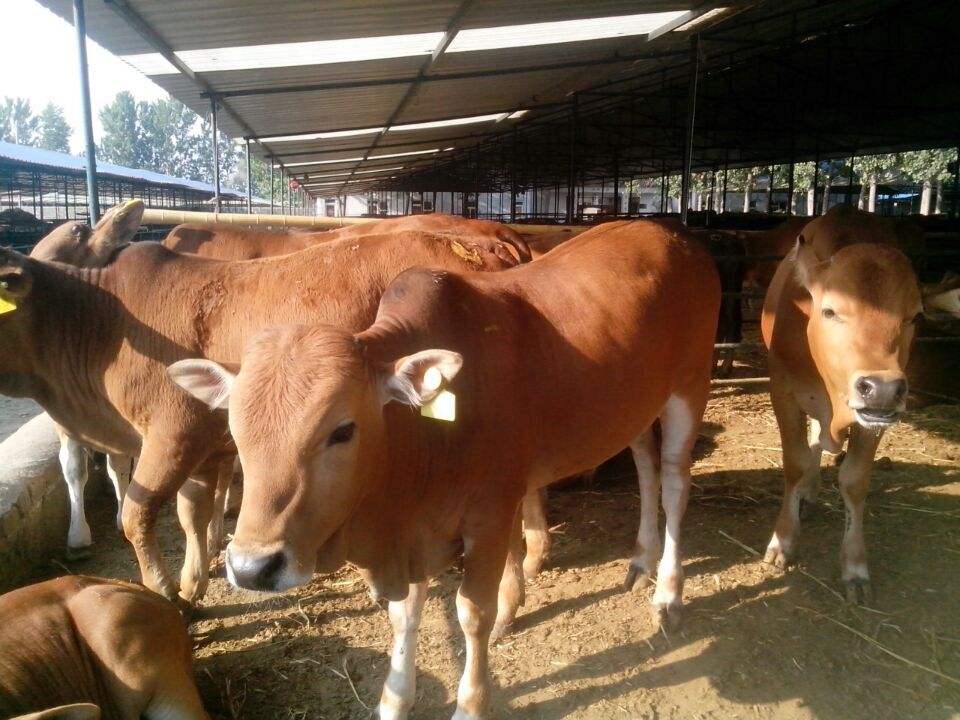 供应育肥牛犊