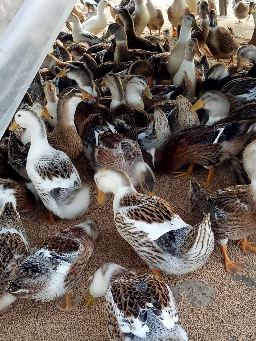 供应麻鸭、肉鸭